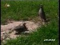 www.hewalim.com Kürdiş kurdısh