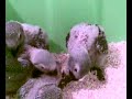Los 4 mosqueparrots