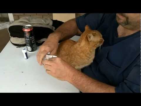 how to administer medicine to a cat