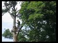 Mark Chisholm, champion tree climber and professional arborist conducted training with NYC arborists in the removal of a diseased and damaged tree in Isham Park during the STIHL Tour des Trees and Mayor Bloomberg's Million Tree initiative.