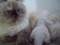 Bellos Gatitos Persas bebes