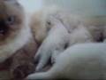 Bellos Gatitos Persas bebes
