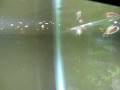 videos de Baby Sunfish