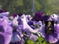 Budapest legszebb főutcája, főtere - a Városháza nyert Budapest legszebb főutcája, főtere - a Városháza nyert