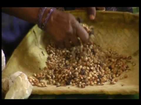 castor beans castor beans