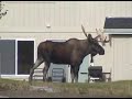 Bull moose in Anchorage Bull moose in Anchorage