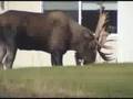 Bull moose in Anchorage