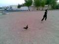 ديك رووعه