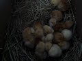 Baby Chicks in nest