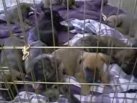 cane corso