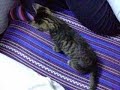Funny baby Cat