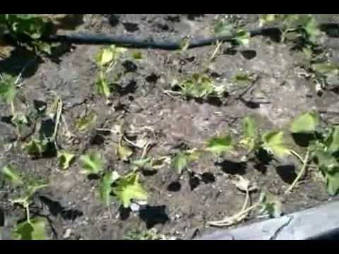 how to transplant summer squash