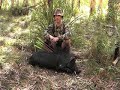 Recurve Boar