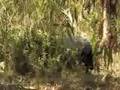 Recurve Boar