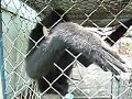 Bangkok monkey tries to grab the camera