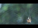 A New Spider, Man!