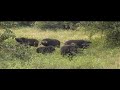 lovely giant forest hogs