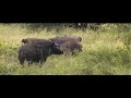 lovely giant forest hogs