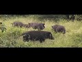 lovely giant forest hogs