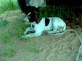 videos de pepper
