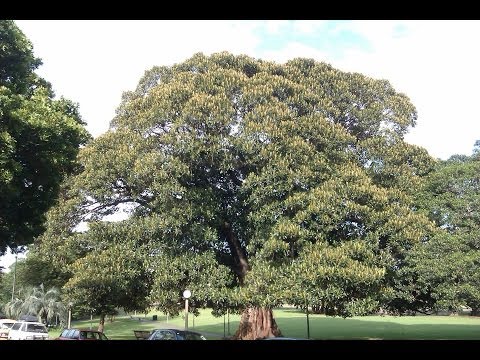 how to replant a tree that has fallen over