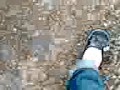 Pied Pied