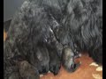 PUPPYS BOUVIER DES FLANDRES PUPPYS BOUVIER DES FLANDRES