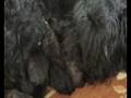 PUPPYS-BOUVIER-DES-F