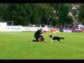 Dogfrisbee EC 2008 - Lucka & Dixi