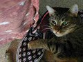 Akira, gatto sniffatore