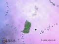 Biofilm Trailer