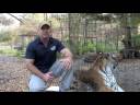 Help rescue a LIGER & 2 TIGERS!