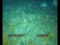 Underwater cam Aurora Australis-2