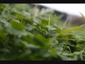 Plant Photography