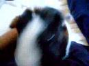 peter the guinea pig