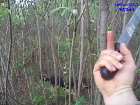 ЗАГОТАВЛИВАЕМ ИВУ - DomaVideo.Ru