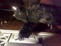 Manton gorrilla part 1
