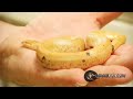 SnakeBytesTV 