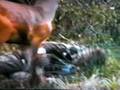 Guy Gets Attacked By A Deer