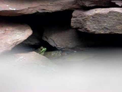 Peter the Singing frog hops into ...