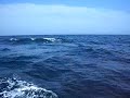 Look! Dolphins! Dolphins! YEAH!