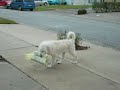 Sunday paper is soooo heavy