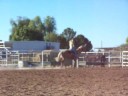 supergentlehorses.com - Gilbert, AZ Horse for sale \"TAXI\" supergentlehorses.com - Gilbert, AZ Horse for sale \"TAXI\"