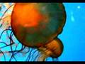 Nujabes-reflection eternal-(PV)