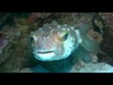 puffer fish