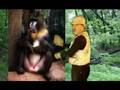 videos de Green Pis
