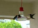Busy Patio Hummingbird Feeder