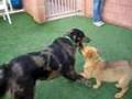 Beth & Cady - AAWL & SPCA __