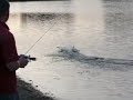 rc boat hits duck rc boat hits duck