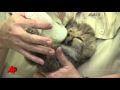 Raw Video: Baby Cheetah Squeaks, Scrambles